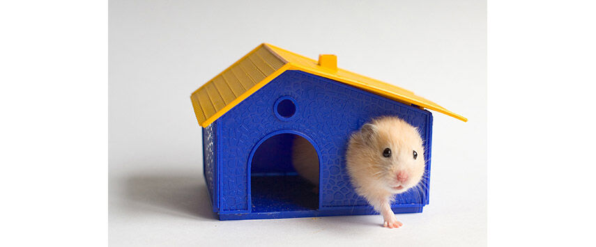 Small Animal Habitats